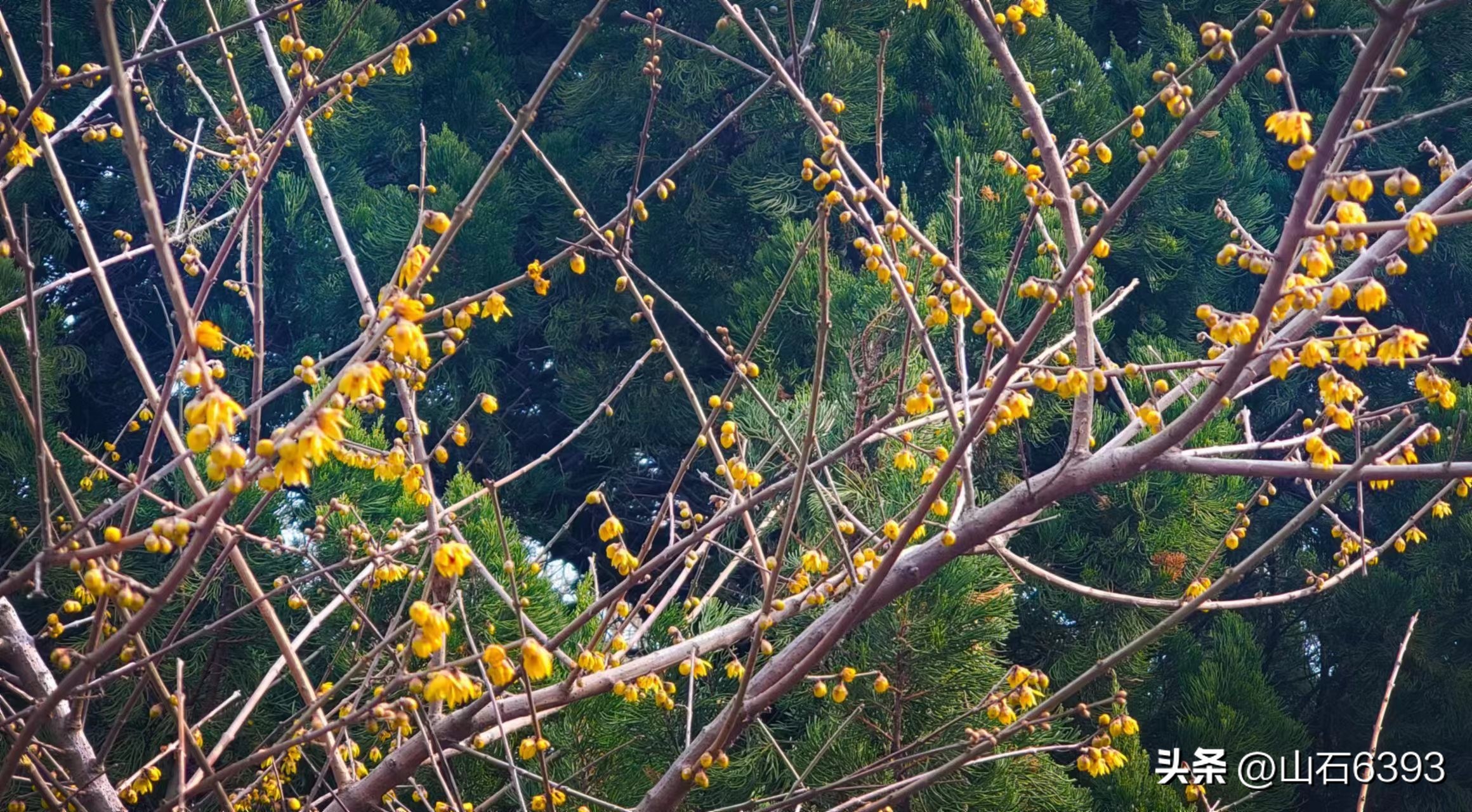 战友美文诗句,写给战友的散文诗句