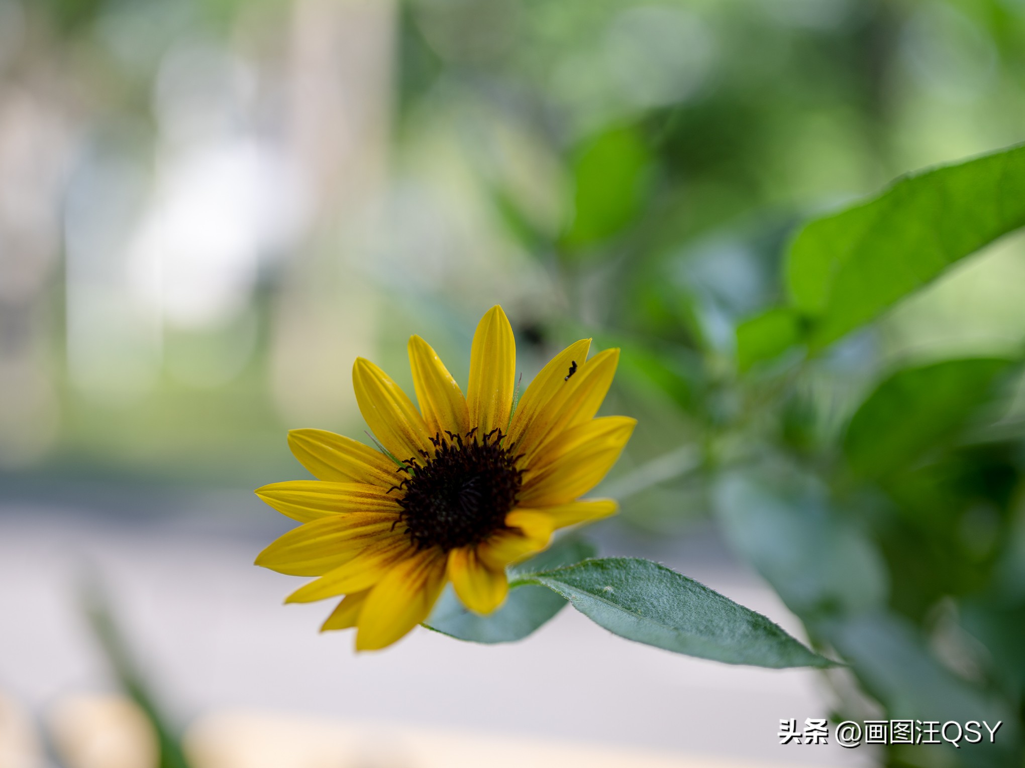 技术不够装备来凑，索尼ZV-E1真定位新手？Vlog初学者心得分享