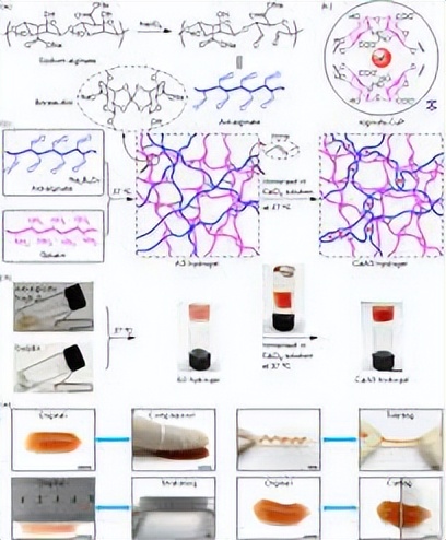 探究银离子浸渍海藻酸盐和水凝胶的制备及其抗菌性能