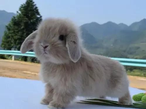 适合养在家里的小宠物兔子,可爱的小兔子宠物怎么养