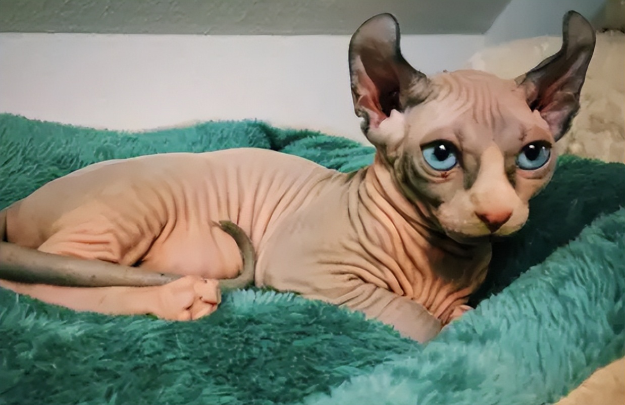 猫界中什么猫最聪明,猫界中谁的性格最好