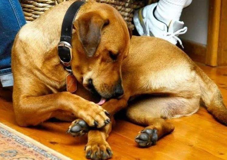 狗狗喜欢舔人是什么原因呢,狗狗总是舔爪子是什么原因