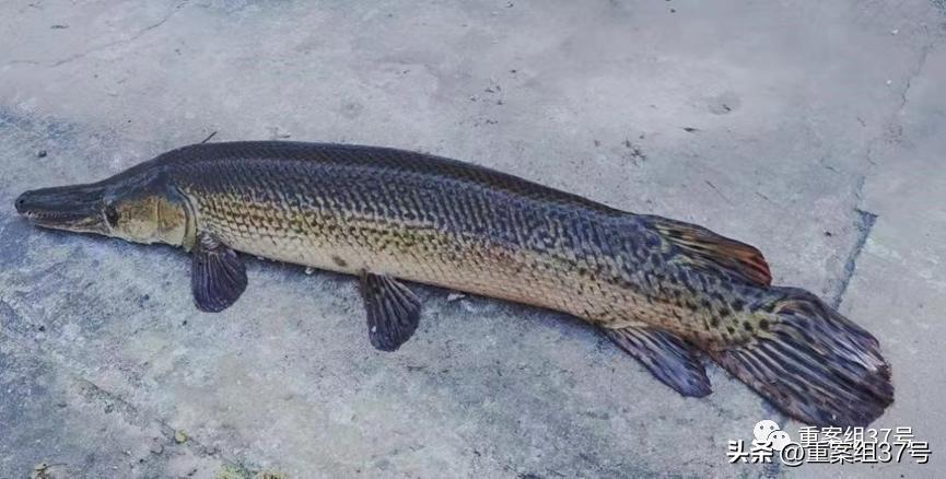 槌勯泙槌濊缃戝簵鎹㈠悕鍞崠,槌勯泙槌濊瀹氫负澶栨潵鐗╃