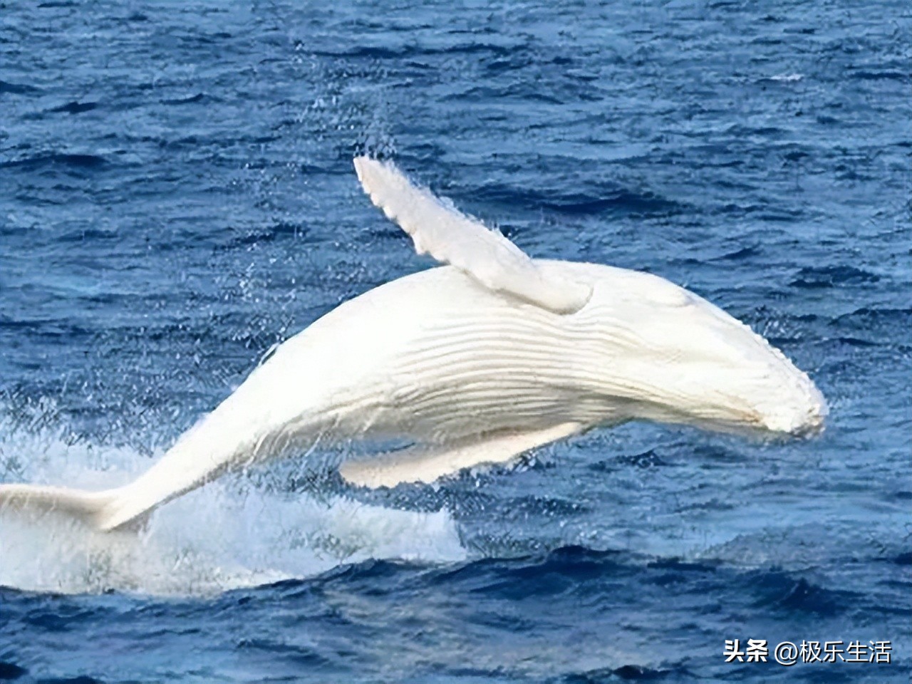 海底奇观欣赏,海底世界奇妙之旅图片