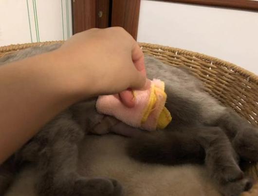 猫咪乳腺炎需要把奶挤出来么,猫咪假孕乳腺炎有硬块怎么消除