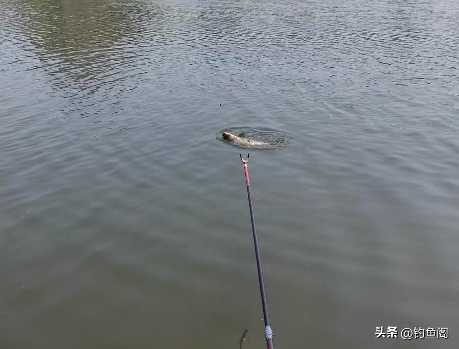 钓鱼人必知漂相,钓鱼人应该知道的几种鱼