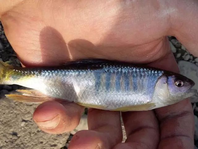 这鱼只生活在清澈水域，肉味极为鲜美，我们叫、溪哥