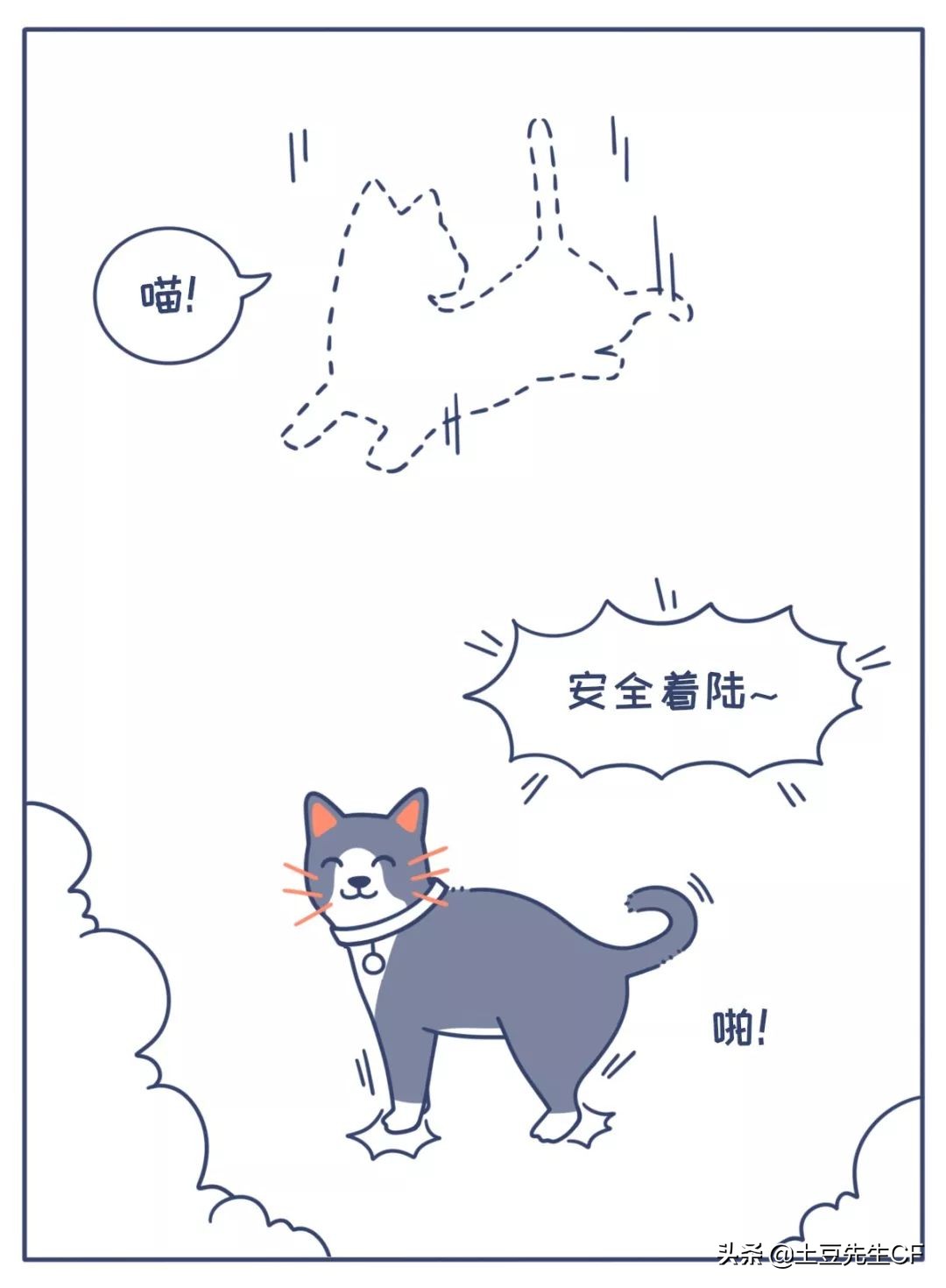 对猫的6个常见误解你中了几条,对猫品种的误解