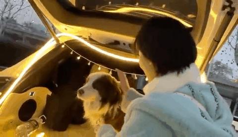 大狗咬伤小狗要赔偿八千元合理吗,宠物狗被咬伤索赔的案例