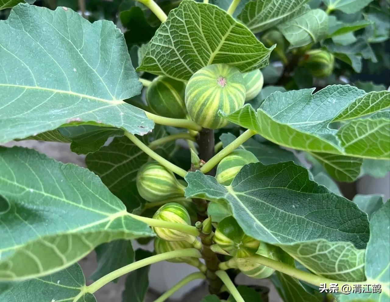 无花果的种植与管理治虫方法,无花果栽培到结果后怎样管理