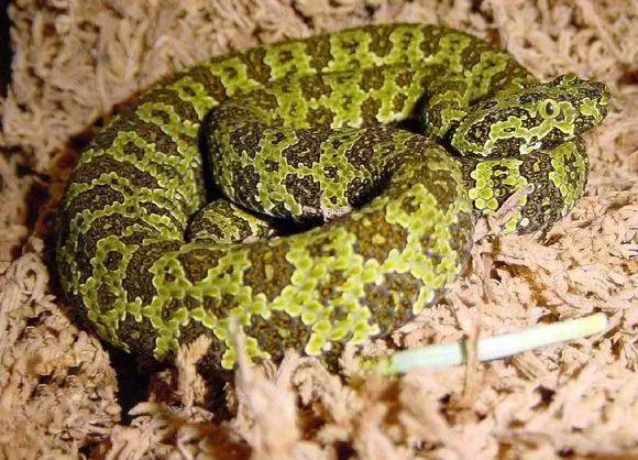 最大的莽山烙铁头蛇有多大,湖南莽山烙铁头蛇如何发现的