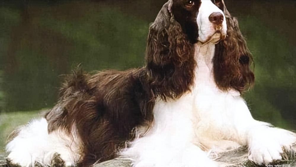 史宾格有什么特点,史宾格优点和缺点