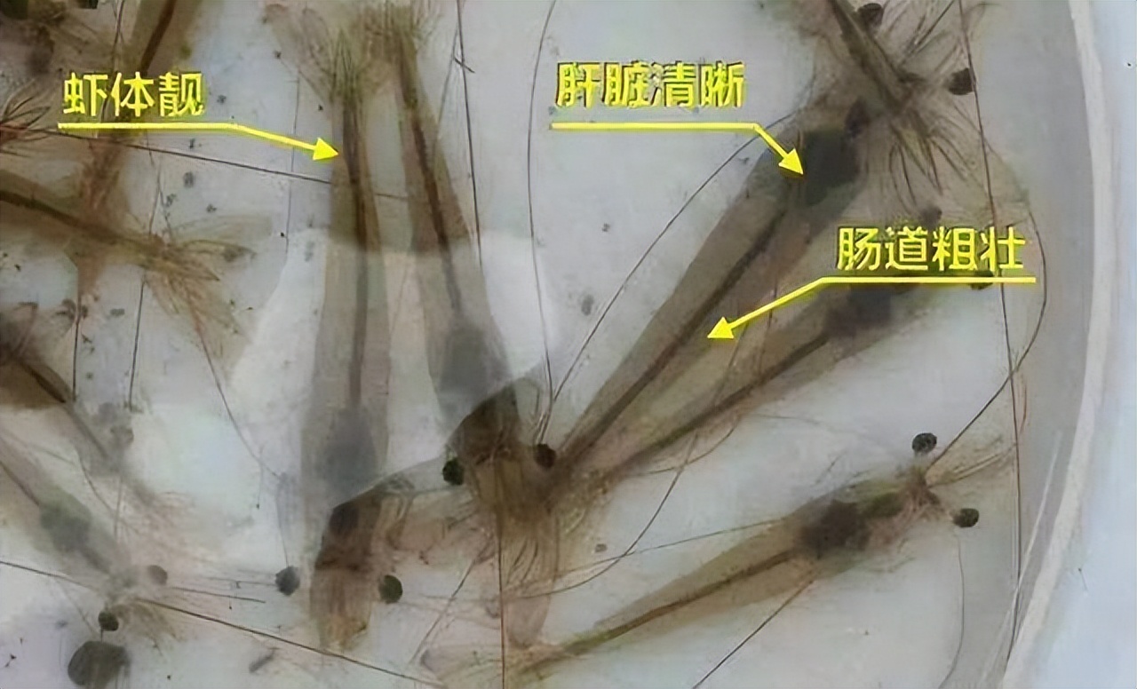 对虾肝脏肿大发黄怎样修复？对虾肝脏萎缩怎么治疗？