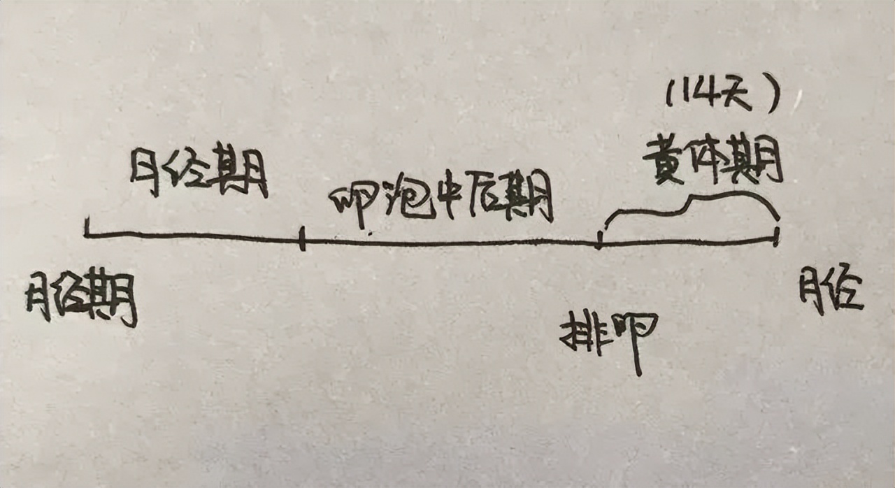 黄体为什么会功能不足,黄体是什么不治疗会怎么样