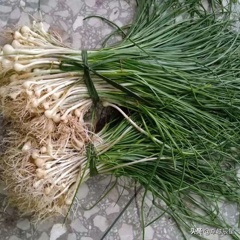 农村最美味的野菜你们吃过吗,小时候农村随处可见的野菜