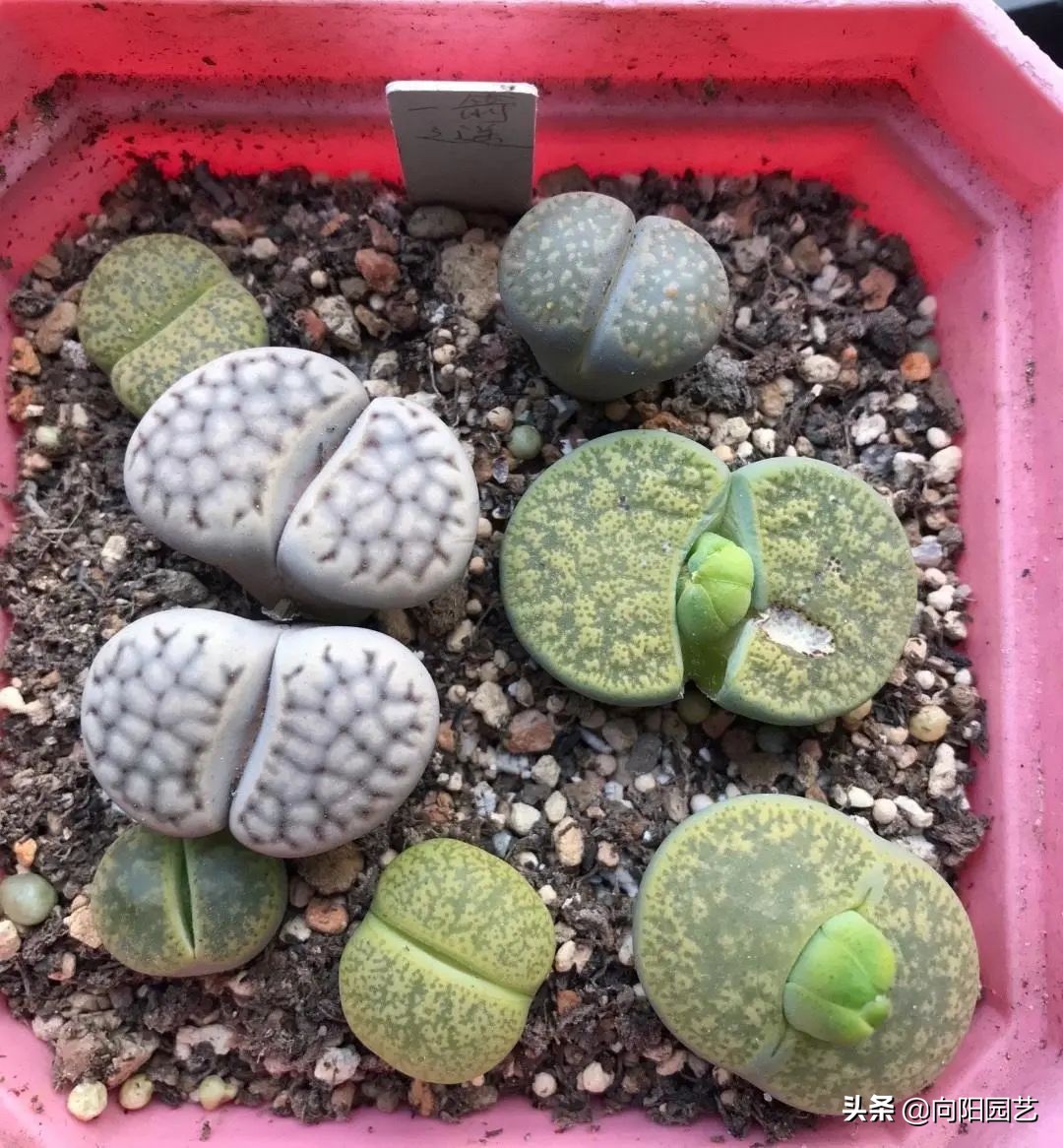 生石花蜕皮,生石花浇完水还是蔫怎么办