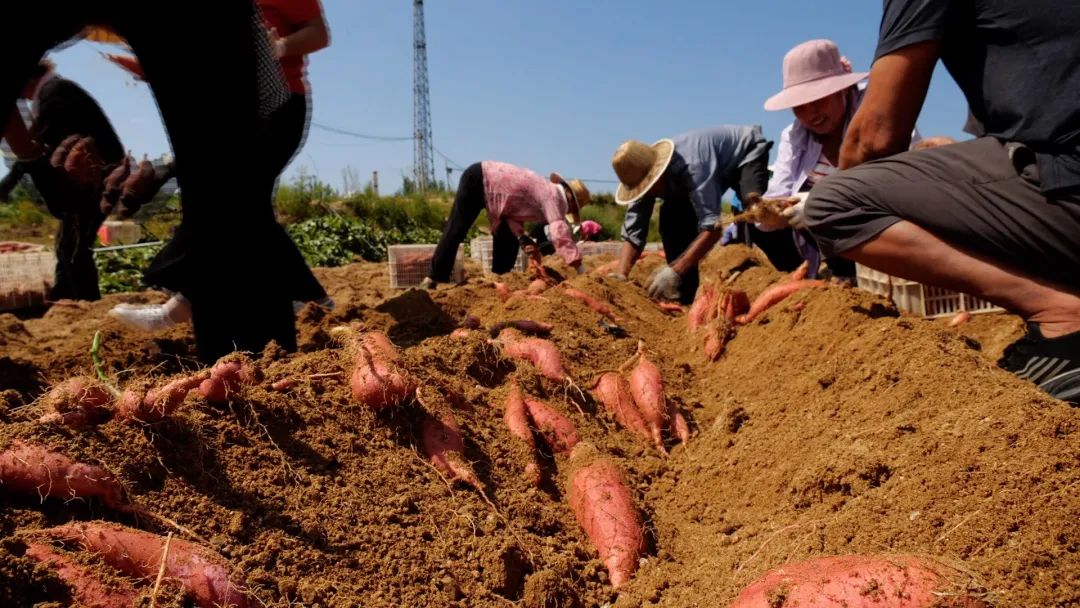 地瓜的盈利模式,地瓜如何销售市场
