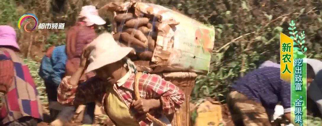 金果果打开致富之路,百香果成脱贫致富金果果