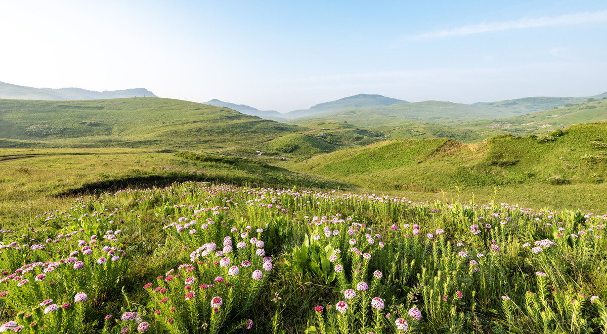 山*藏西**着个“小*疆新**”，花海湖泊草甸似仙境，不收费的满分避暑地
