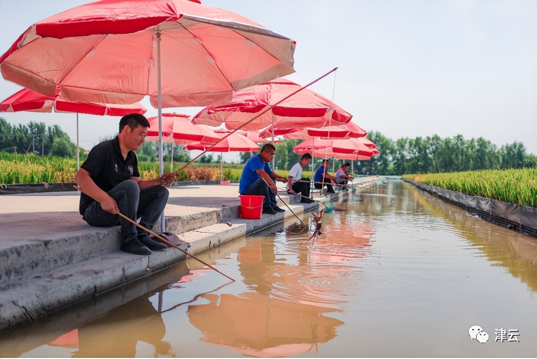 观稻景、吃蟹面、钓螃蟹……这里的“中秋”,好吃好看好玩