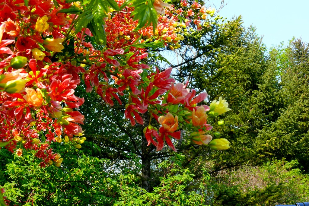 披云似有凌霄志，向日宁无捧日心——凌霄花开，志在千里