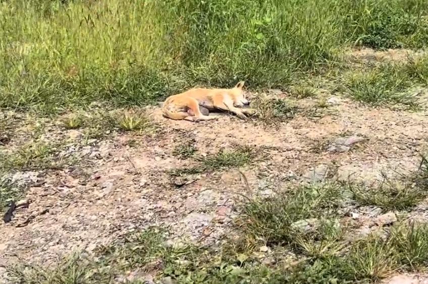 有人说这狗长了价值连城的狗宝，可网友看到，却直呼这只狗狗可怜