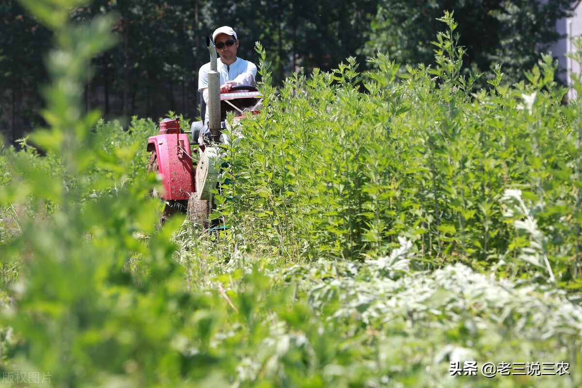 养兔技术喂兔用的主要能量饲料,能让兔子长得又快又好的饲料配方