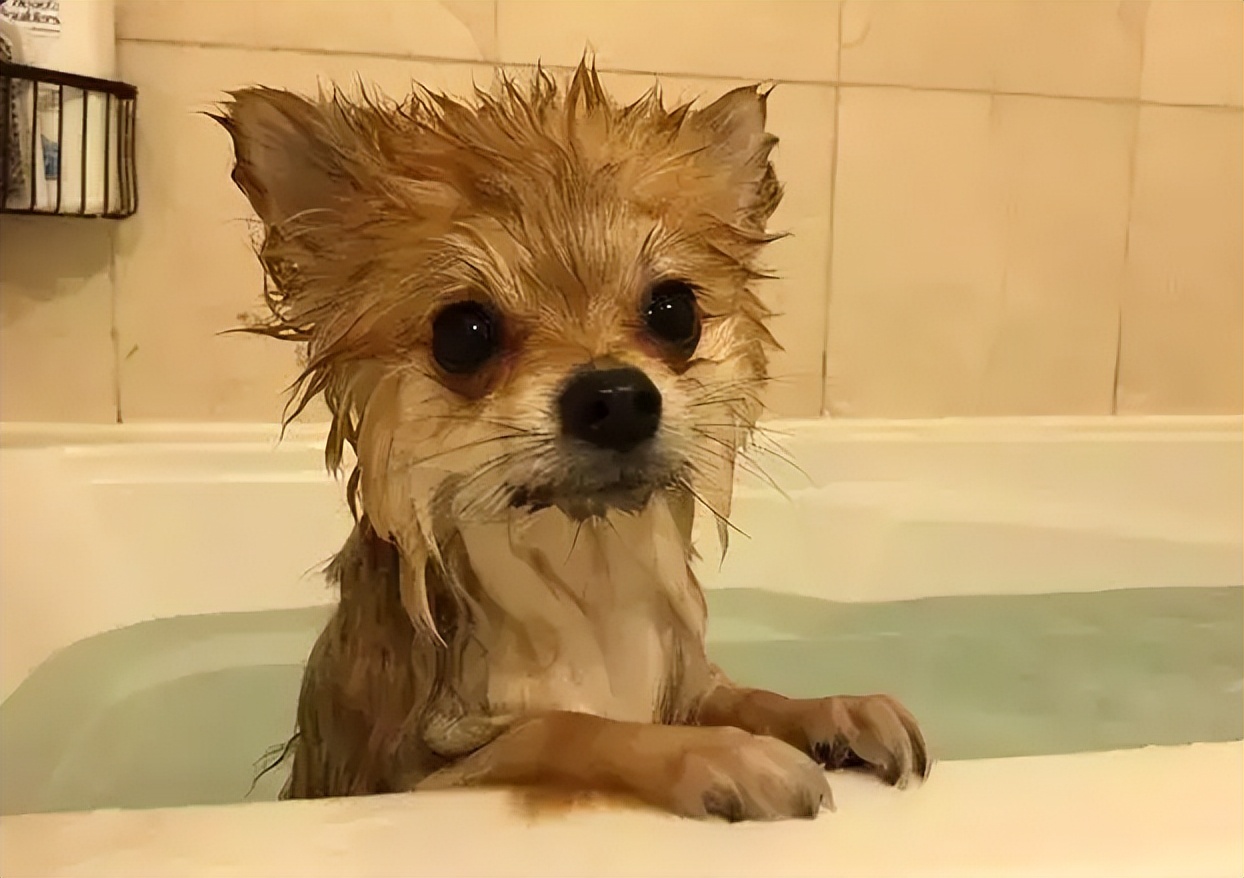 警告！狗狗这些迹象，代表身体有“寄生虫”