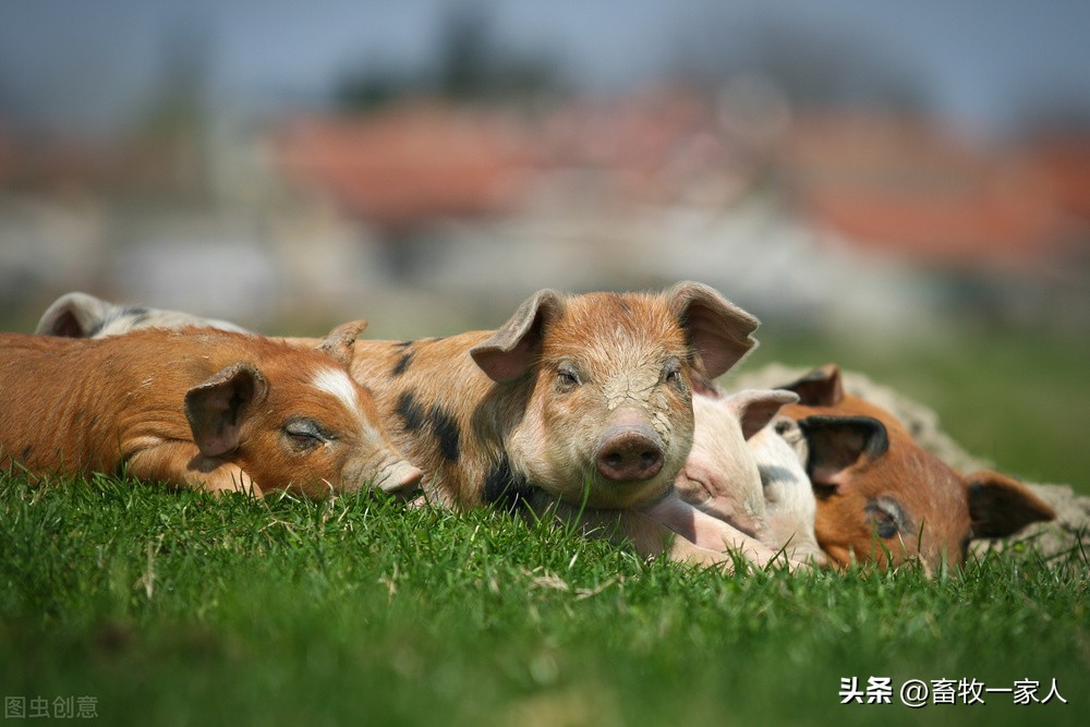 小母猪最后怎么处理,小母猪发猪情的表现