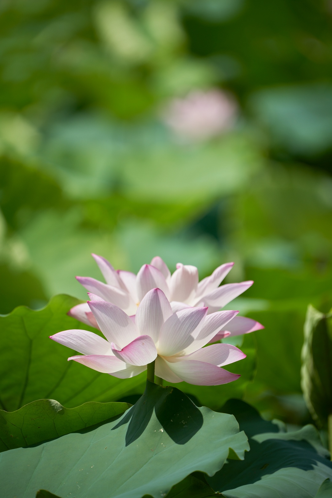 深圳人游玩推荐,深圳人爬山看海