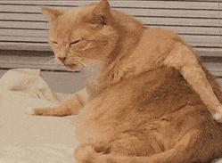 猫咪有皮屑是怎么回事,猫咪有轻微皮屑怎么回事