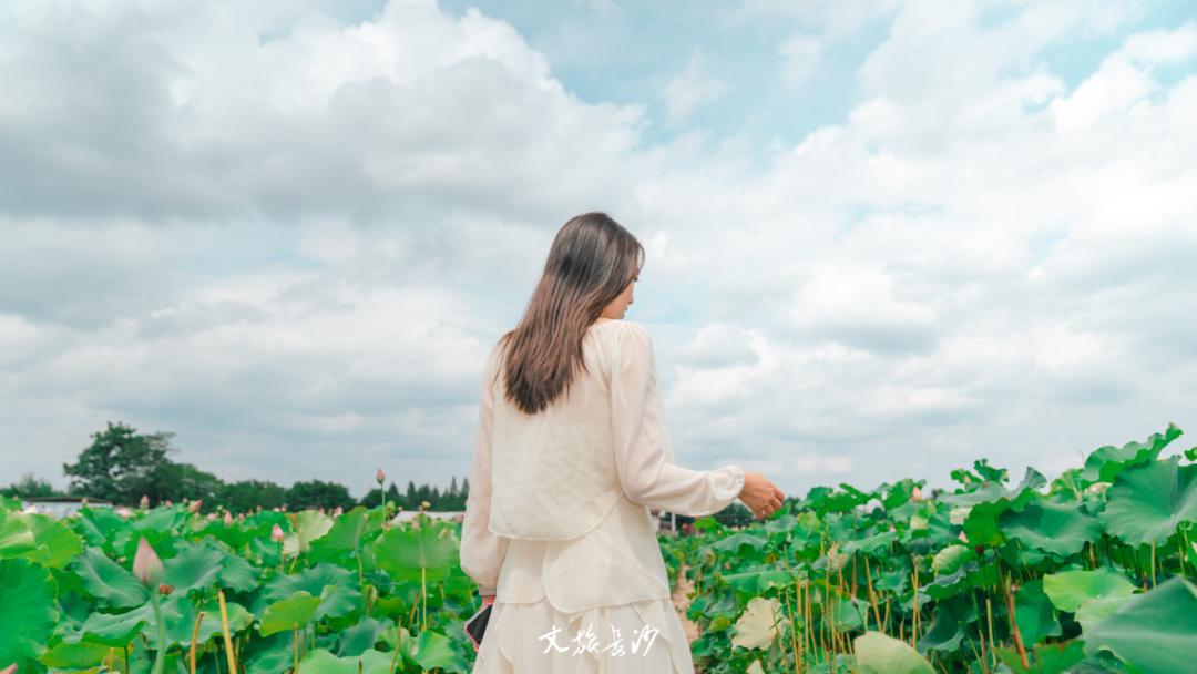 长沙赏秋去哪里,长沙第一波赏荷地图