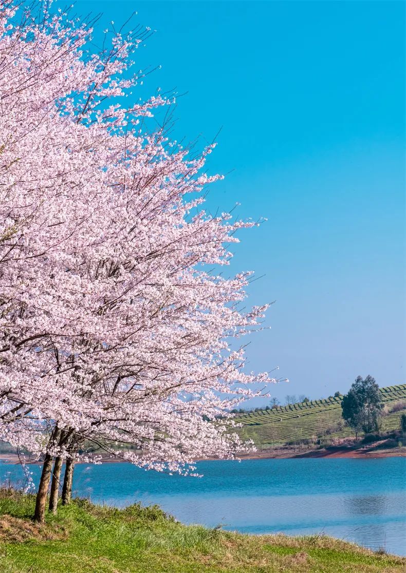 贵州樱花风景区一日游,半城樱花贵阳