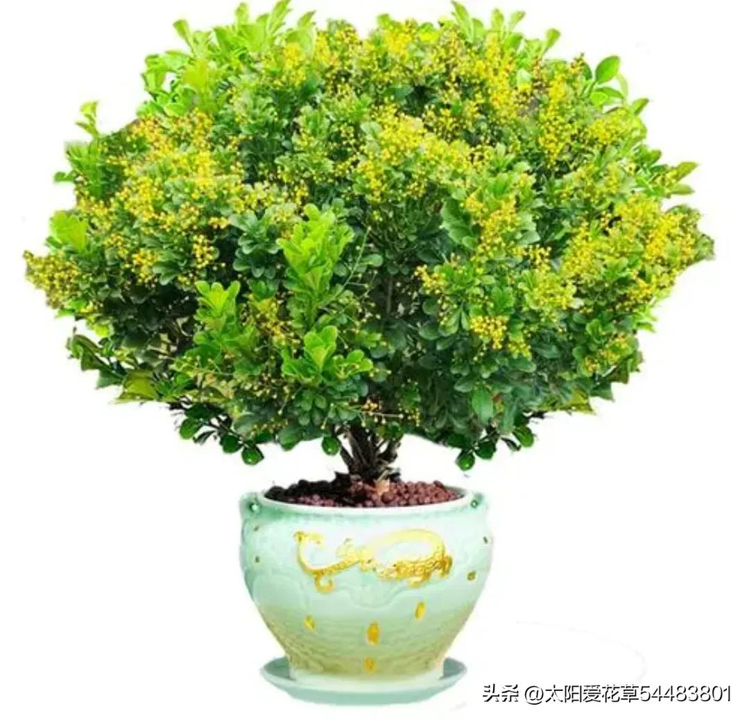 天热后，6种花太能飘香，幸亏我家养了一盆，一花香满屋