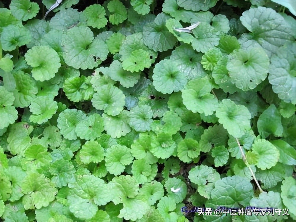 抗癌健体每日一药,十种解毒抗癌的草药