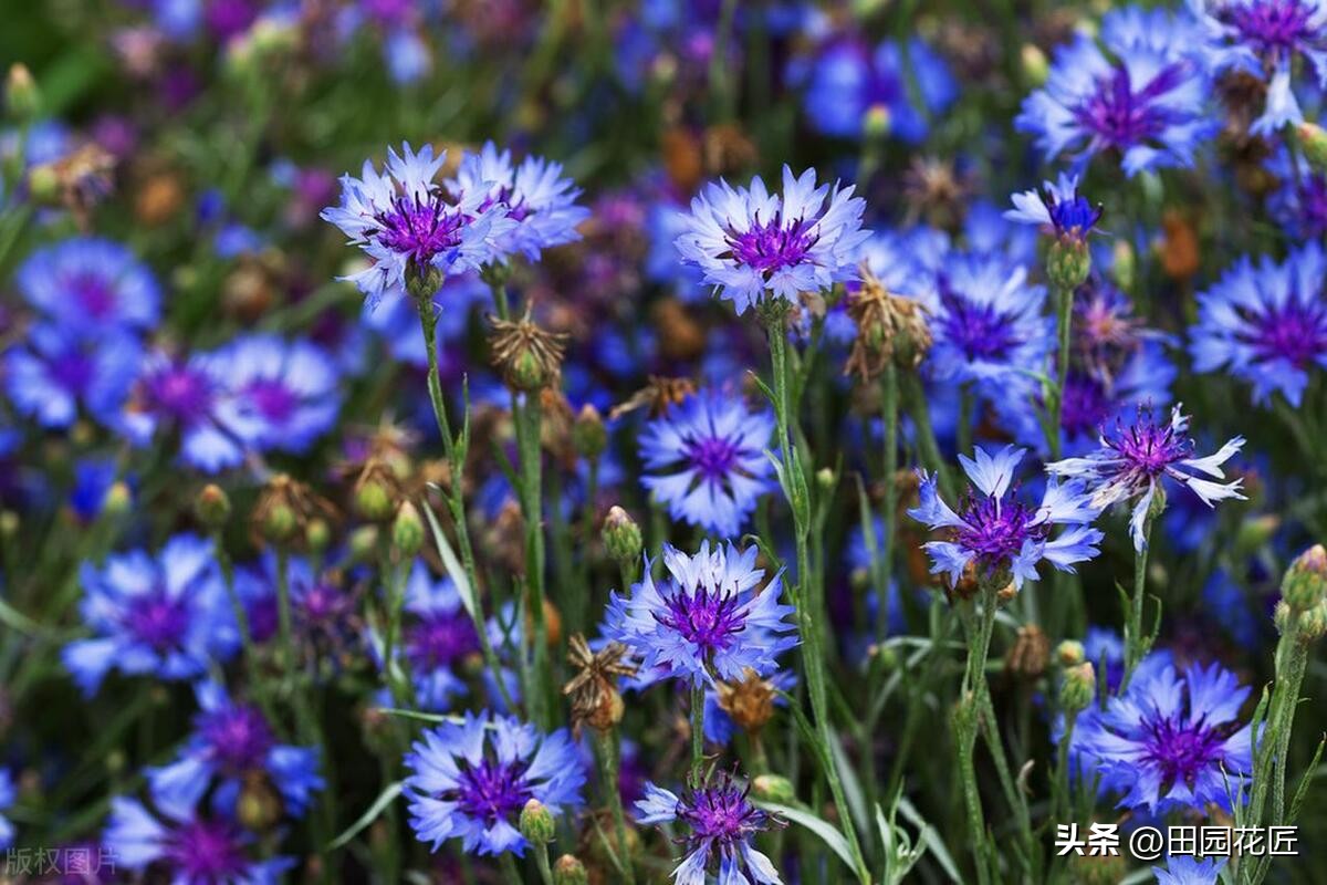 矢车菊好看又好养,矢车菊是草花吗怎么养