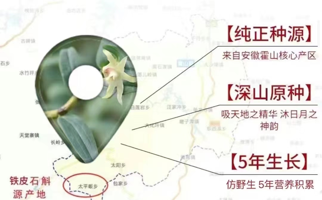 野生石斛一般多少一克,野生新鲜石斛的功能与用法