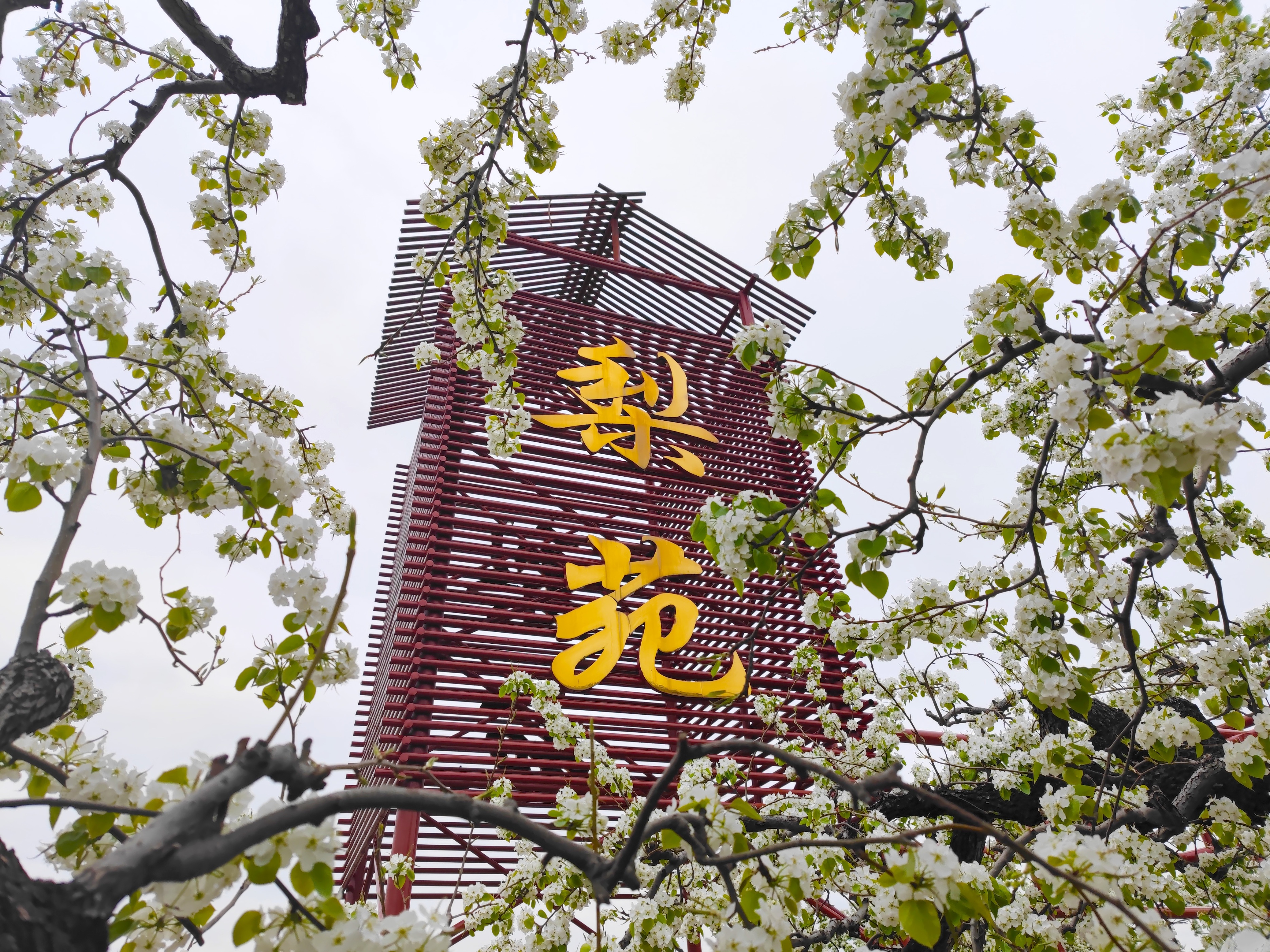 北京万亩梨花园,踏青好去处梨花节打卡地