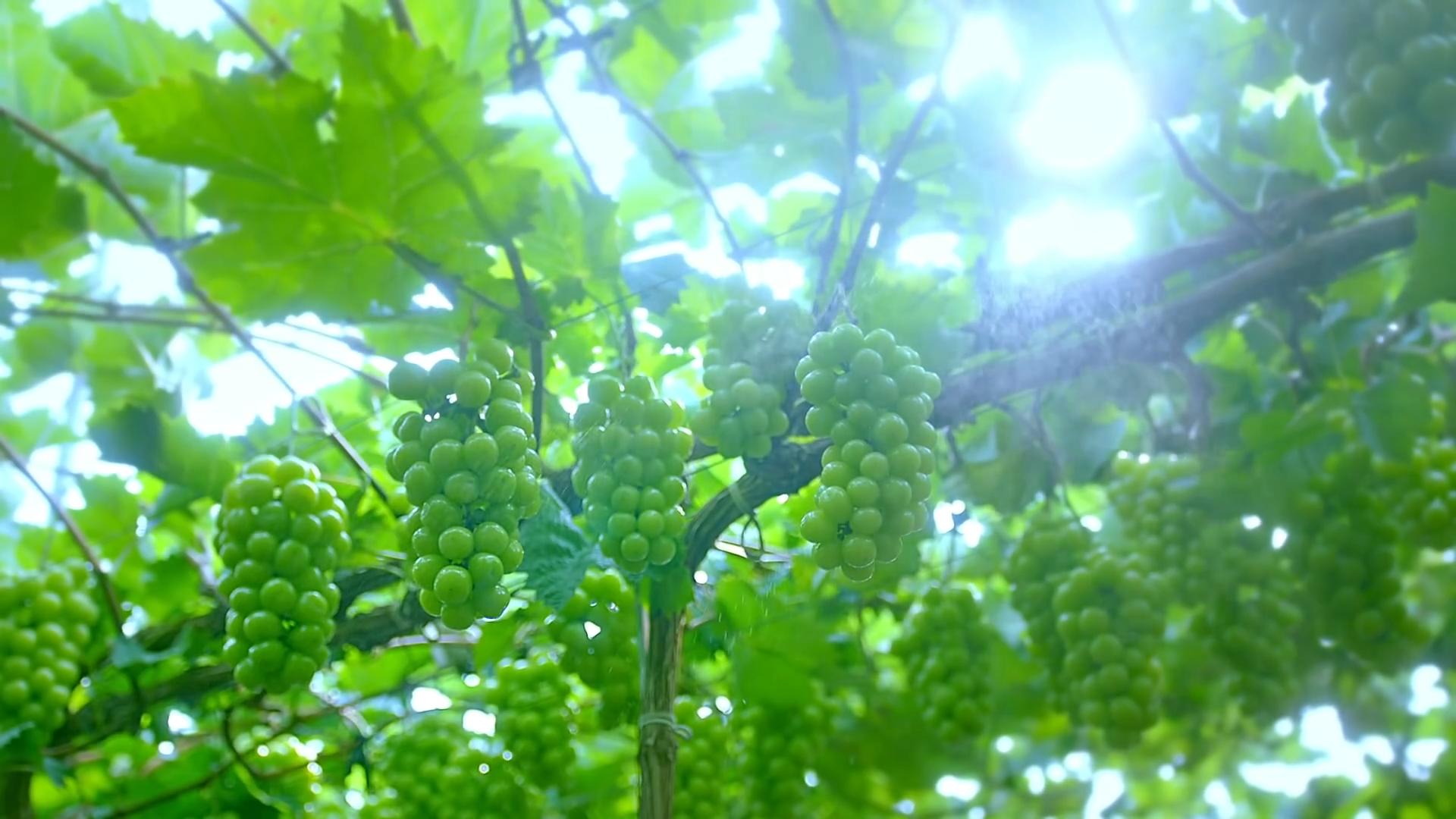 在日本阳光玫瑰多少钱1斤,日本的阳光玫瑰多少钱一斤