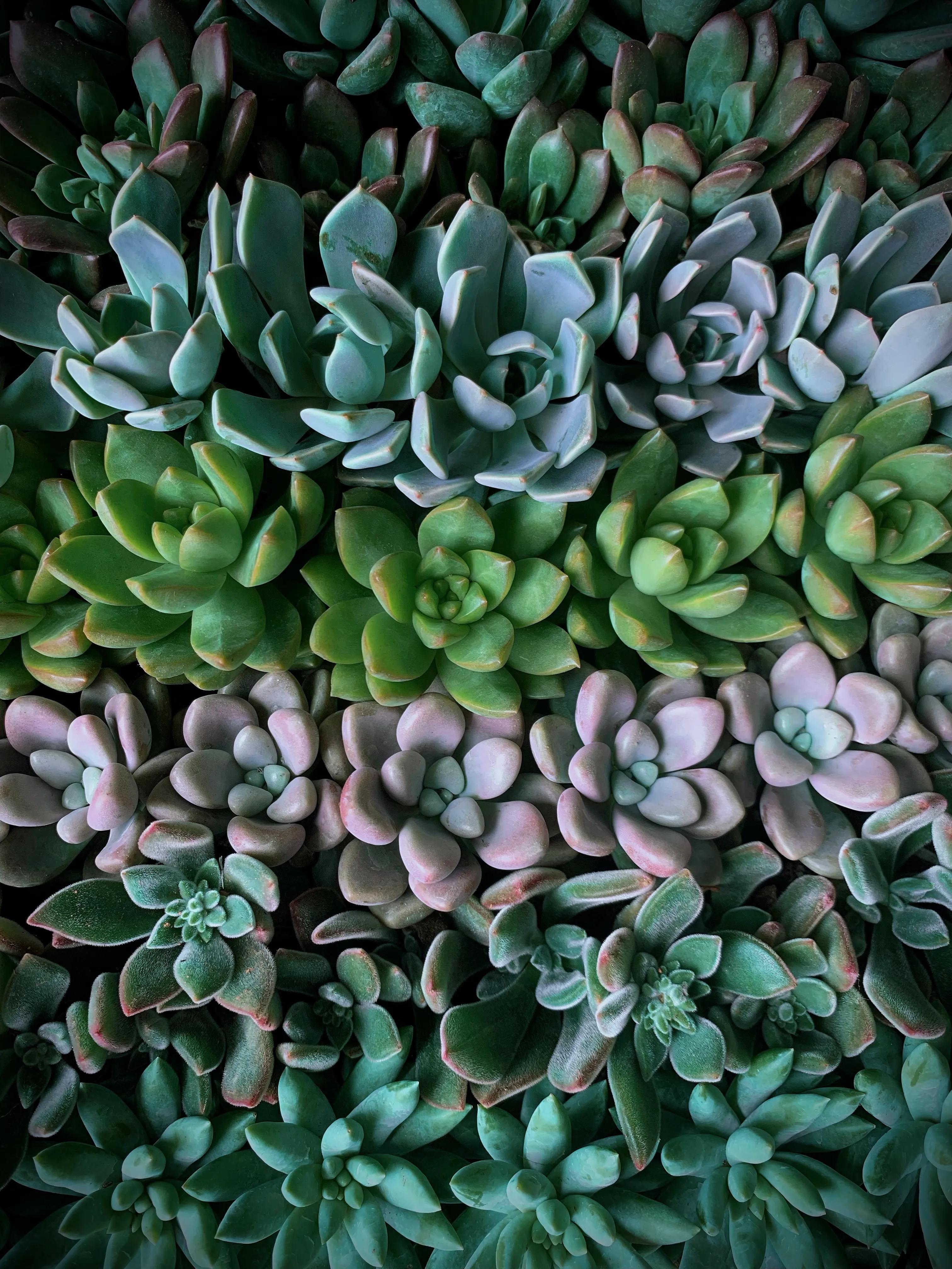 广州芳村岭南花卉市场国庆,广州岭南花卉市场有什么好玩的