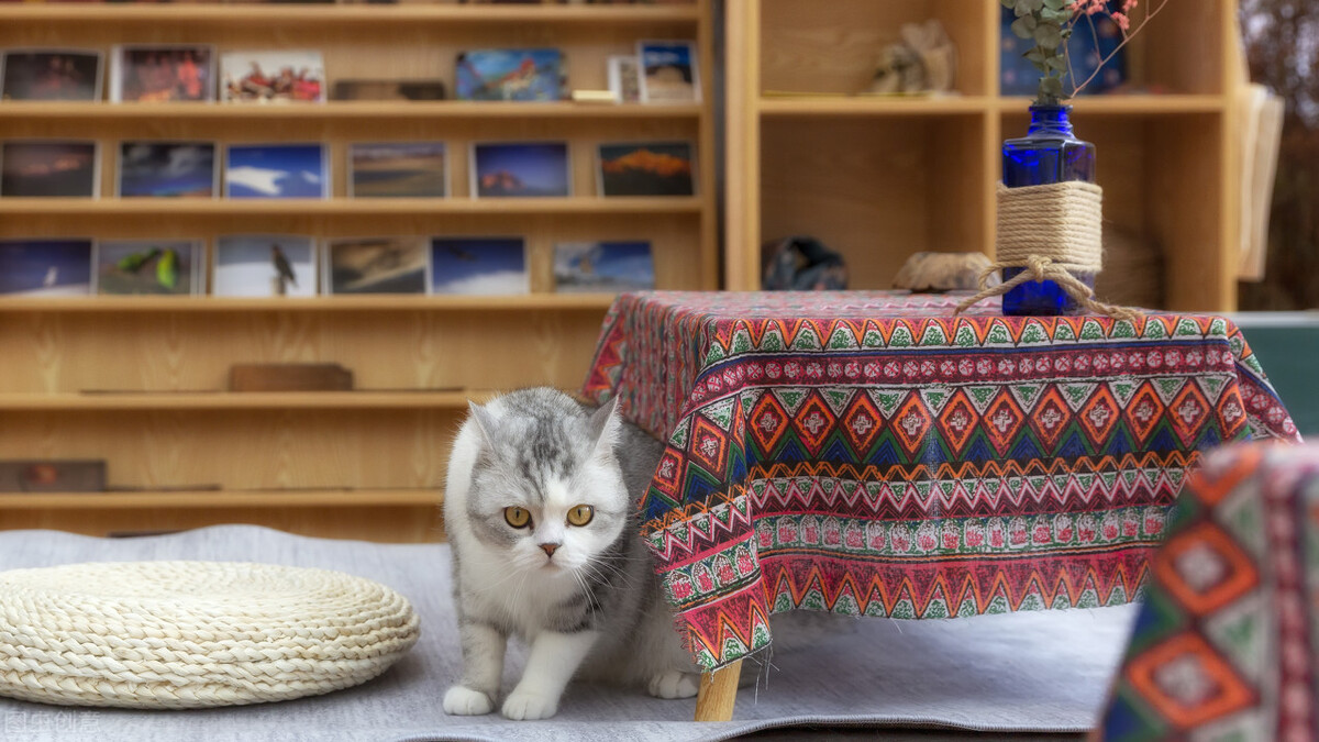 母猫咪发情为什么剃毛,猫咪发情会维持多久