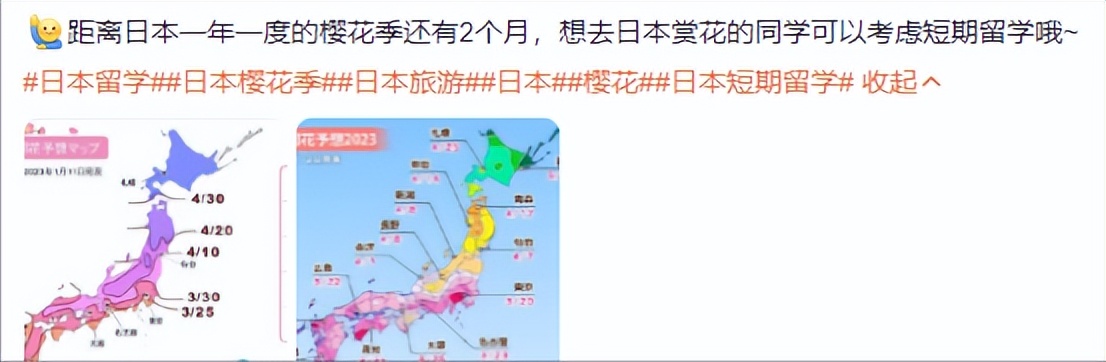日本仍有大批游客不顾警告赏樱花,日本游客来中国赏樱花