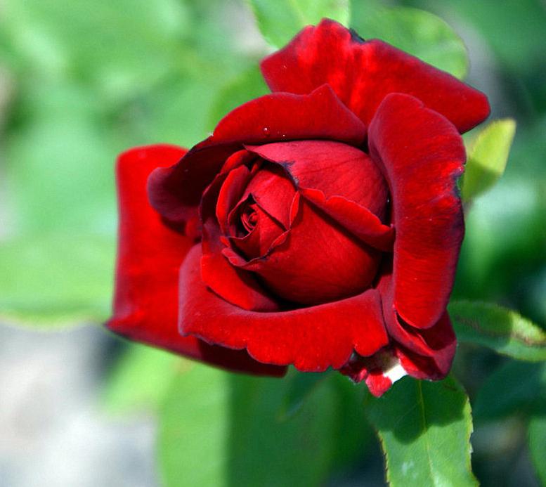 比黑巴克还黑的月季,黑巴克和红丝绒月季有什么区别