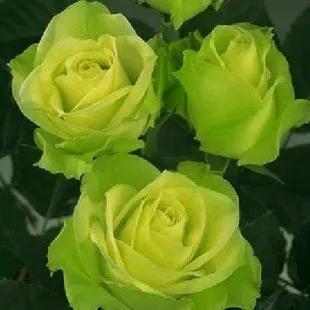 月季美图100张,月季花唯美高清图片大全