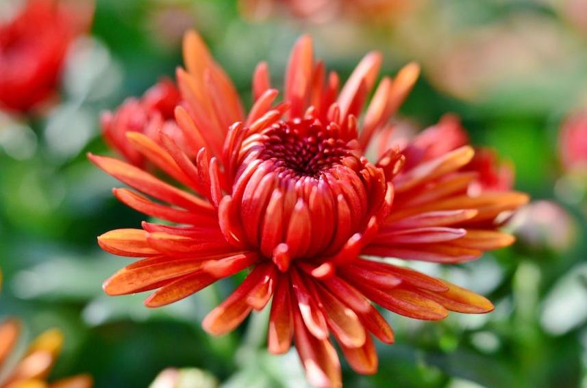 每日一花12.9：菊