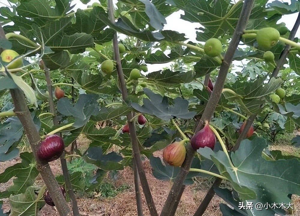 走进果实的世界我发现了什么,走进无花果的世界