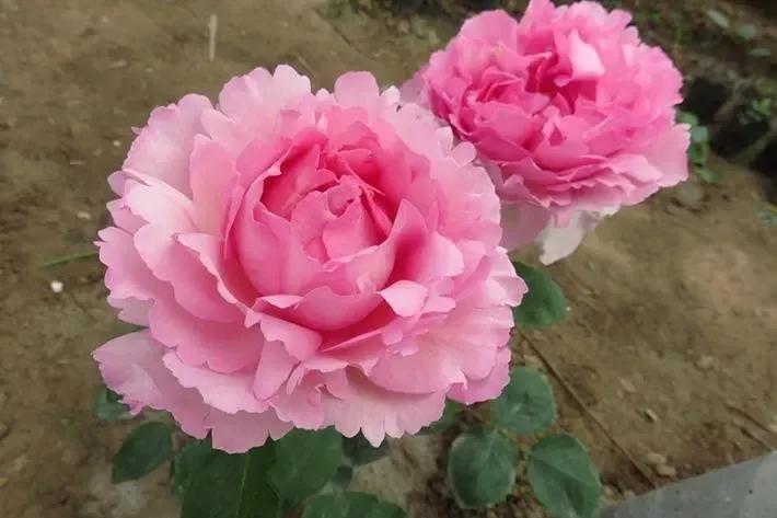 常见切花月季一览（40）（接上期）