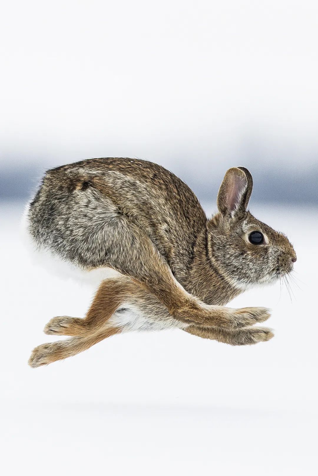 兔年来了,兔年来了怎么样