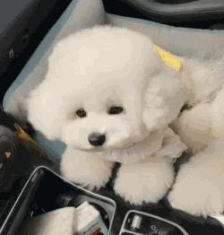 “不想它跟着我过不好的生活”！比熊被遗弃的原因，让人痛心