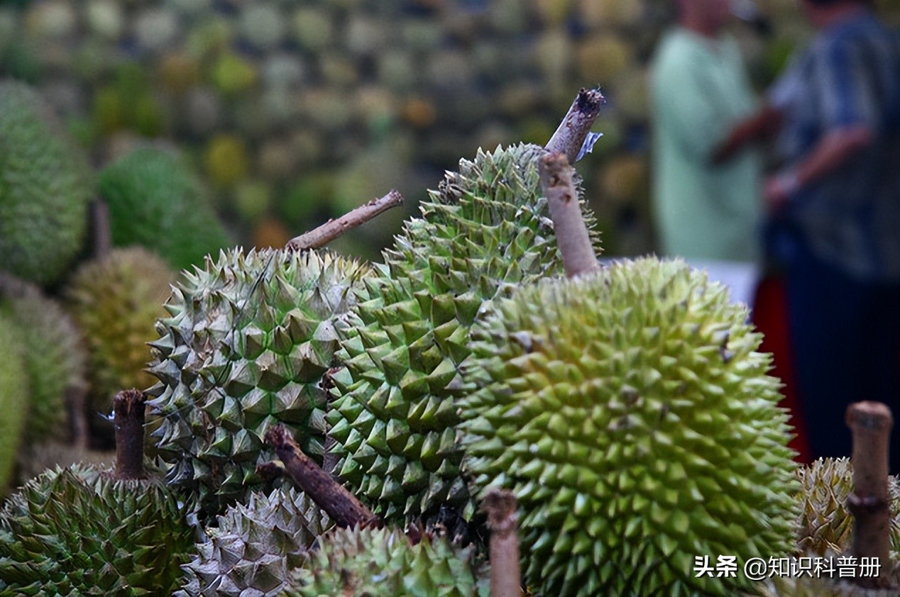 十种能吃的水果,哪种水果最健康